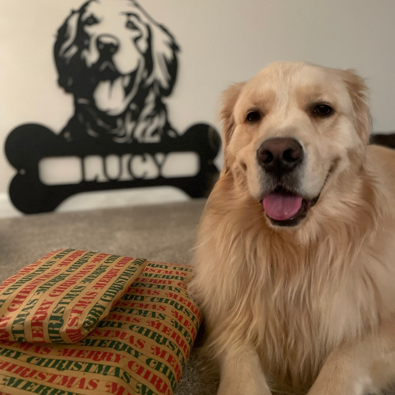 Dogs